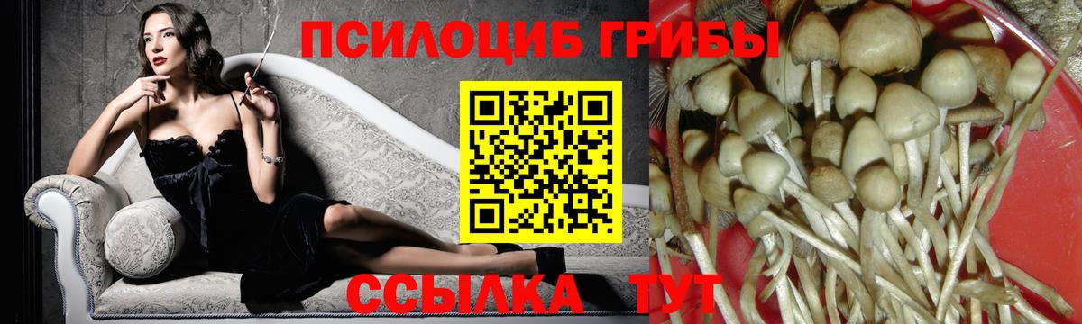 Псилоцибиновые грибы Cubensis Вологда